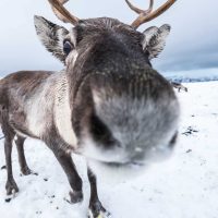 Closeup reindeer in arctic fells in winter Norway